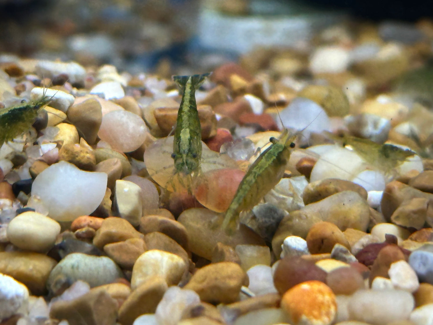 Green Jade Neocardinia Shrimp (.75”)