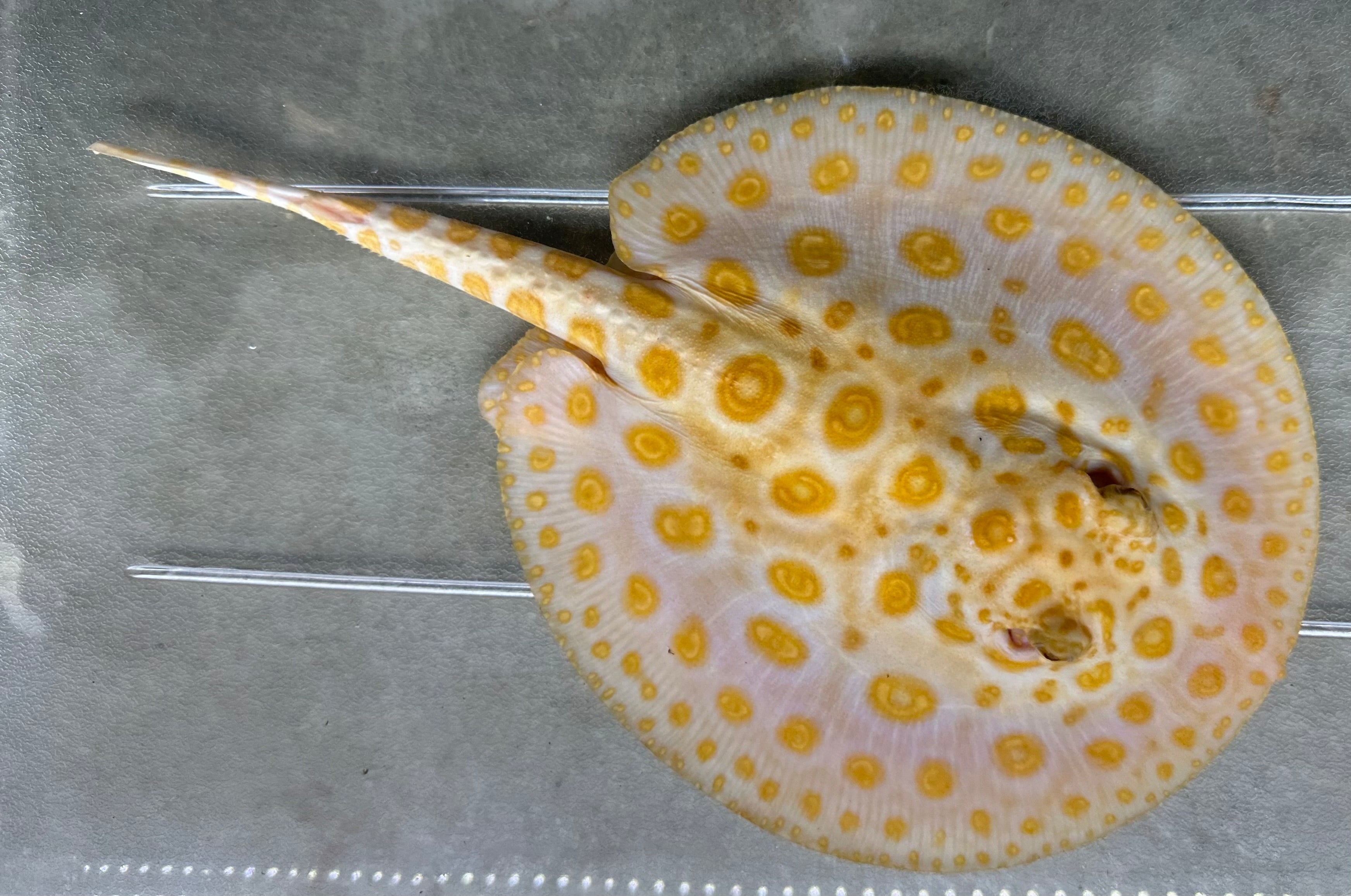 Albino Black Diamond Hybrid Stingray (Female 7”)