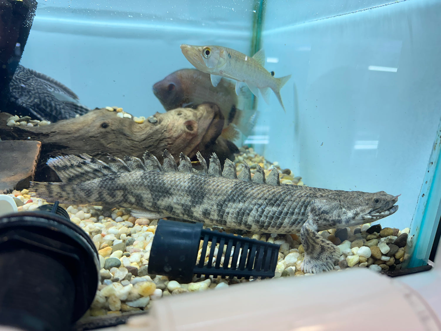 XL Endlicheri Polypterus (13”+)