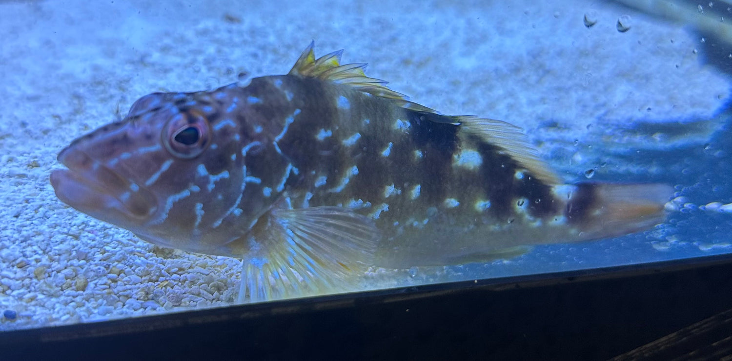 West African Hawkfish (6”)