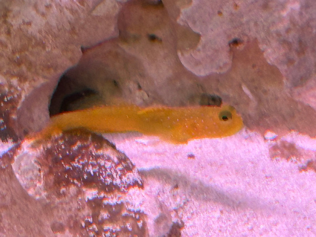 Watchman Goby (2”)