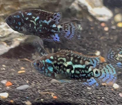 Electric Blue Jack Dempsey (1.5”)