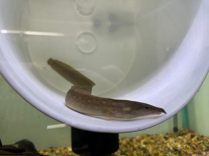 Black Pearl Spiny Eel (13-14”)