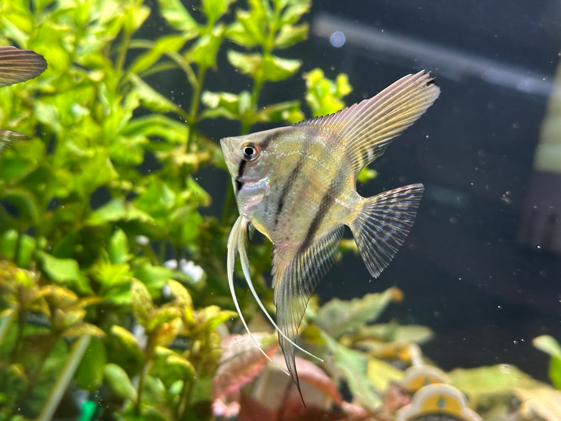 Red Back Manacapura Angel Fish (2”+)