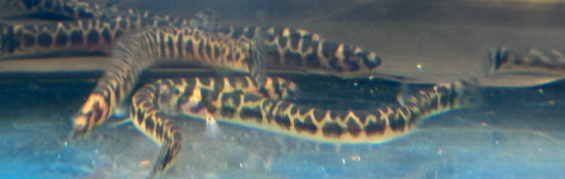 Spotted Kuhli Loach (2-2.5”)