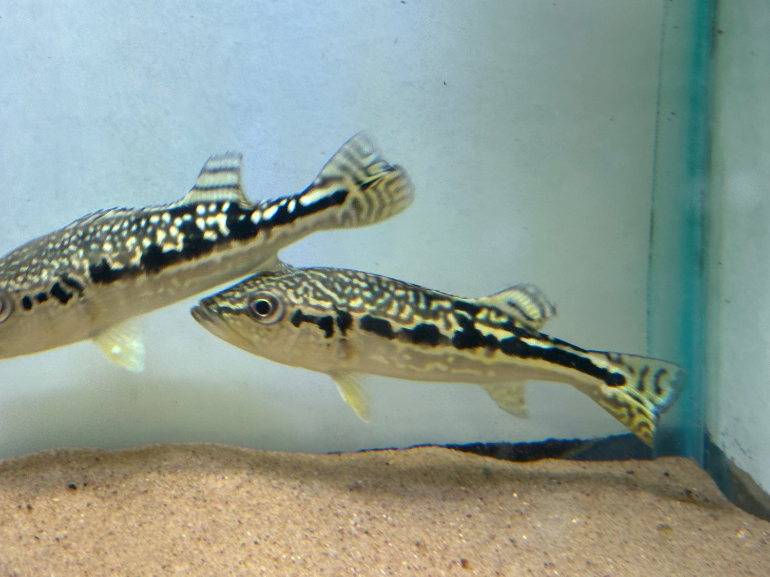 Cobra Snakeskin Peacock Bass (5.5”)