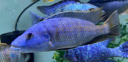 XL Tyrant Cichlid (8-9”)