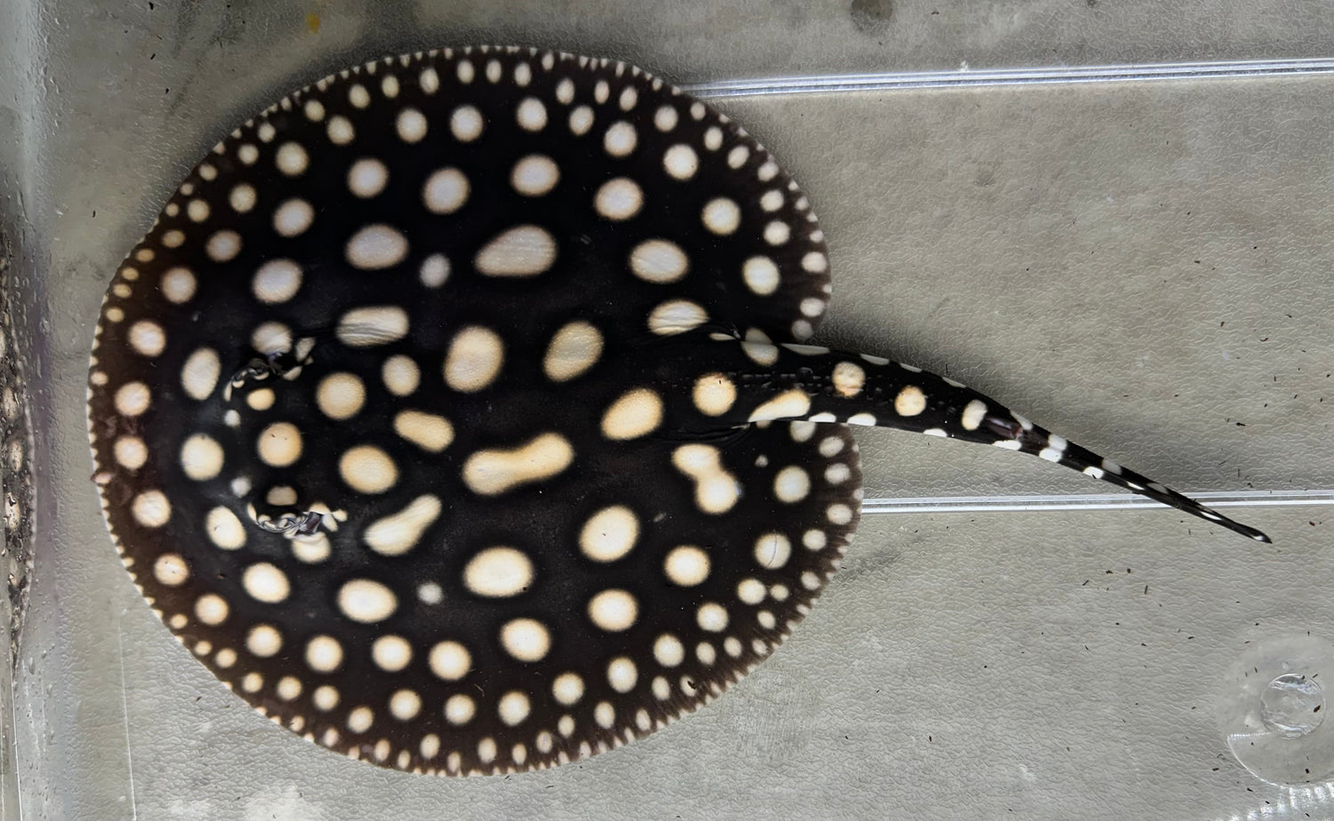 Black Diamond Stingray (Male 7”)