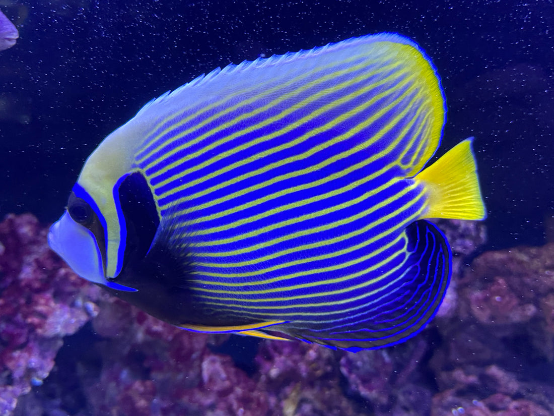 XL Emperor Angelfish (7-7.5”)
