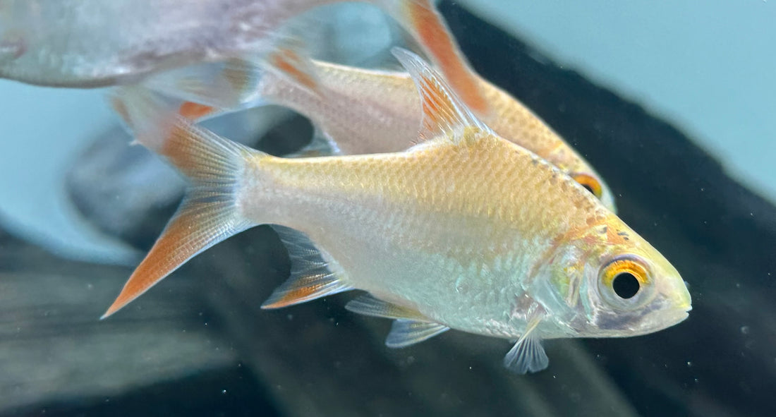 Xanthic Tinfoil Barb (2.5”+)