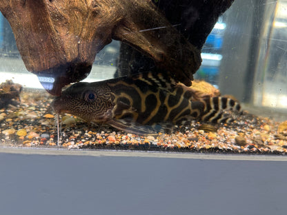 Ornatipinnis Synodontis Catfish (7”)