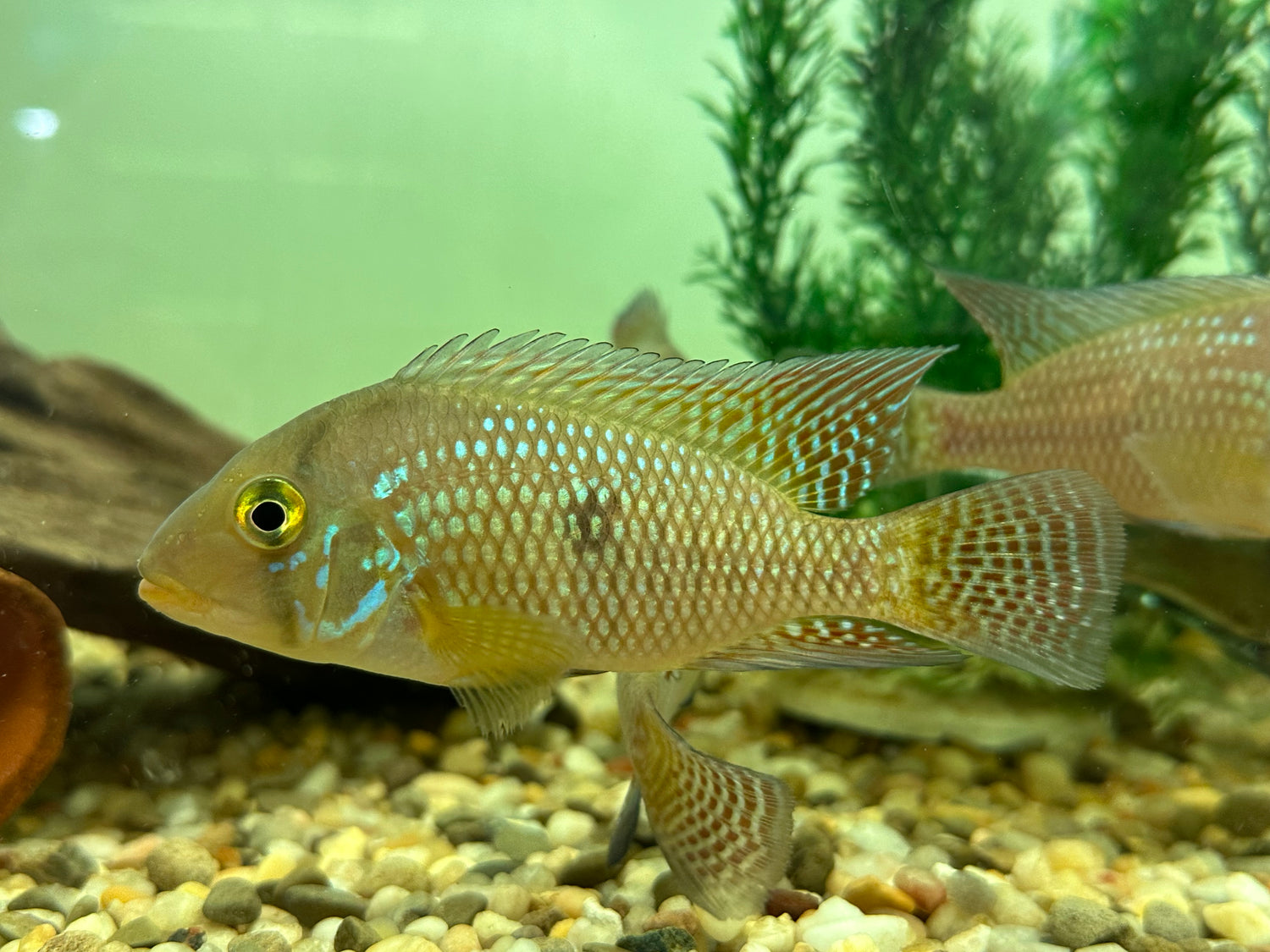 Geophagus Brasiliensis (4.5-5”)