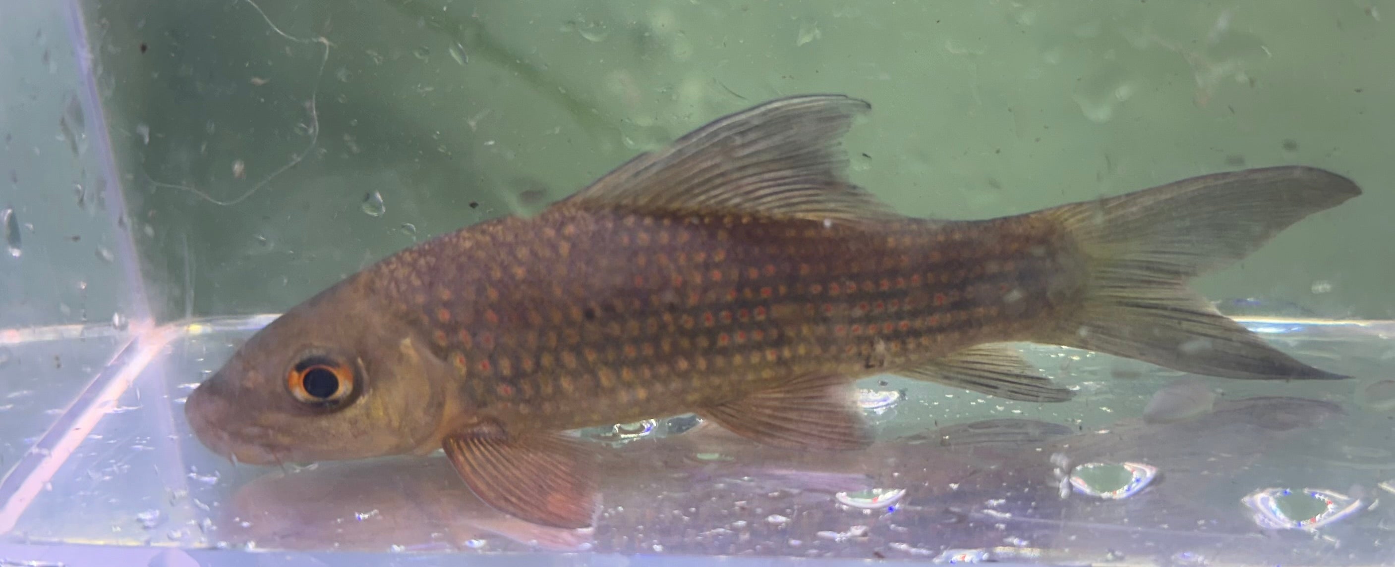 XL Harlequin Shark (5-6”)