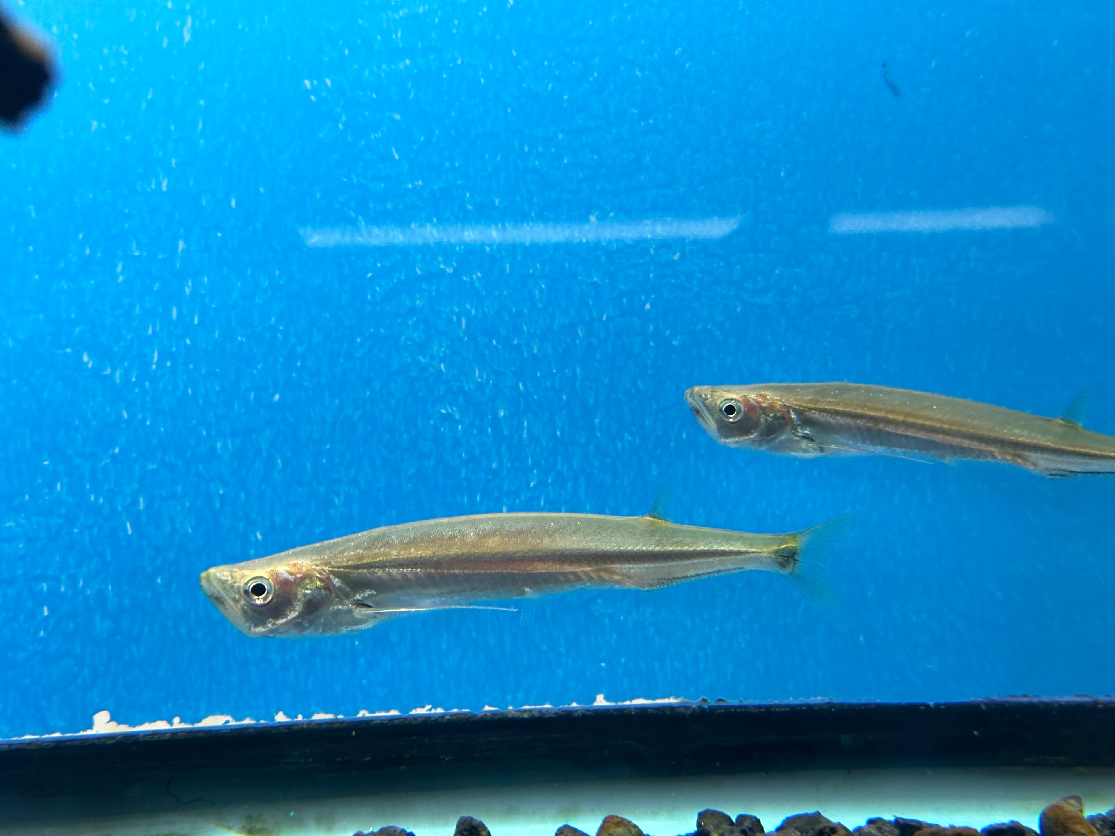 Giant Sword Minnow (4-5”)