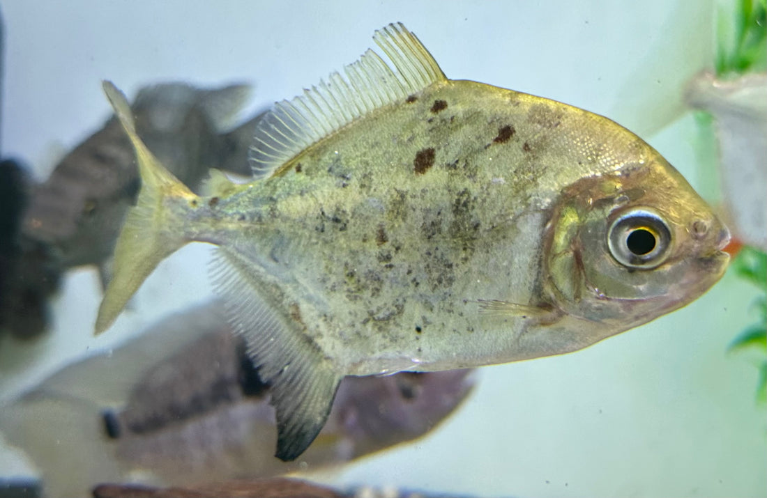 Green Monster Silver Dollar (3.5-4”)