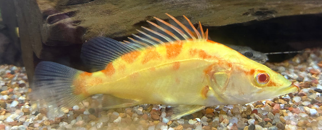 Baby Albino Chinese Perch (3”)