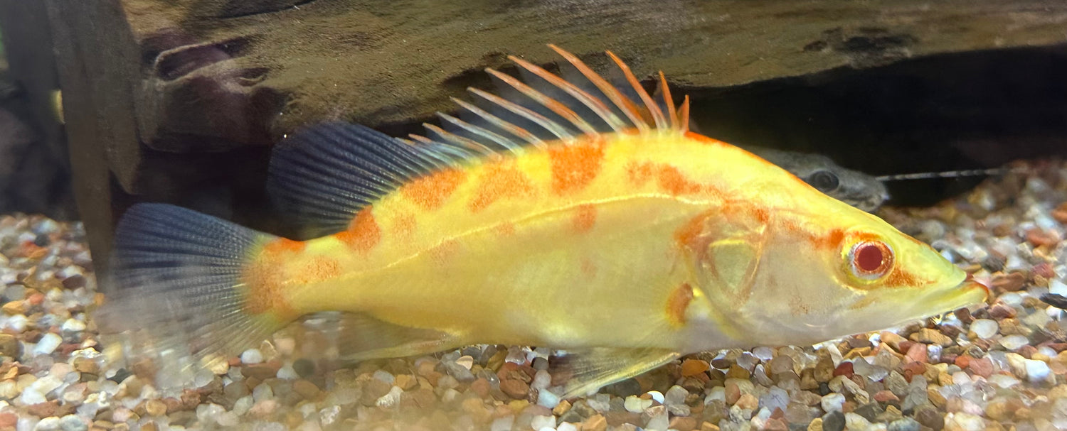 Baby Albino Chinese Perch (3”)