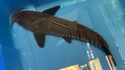 LARGE Ripsaw Catfish (14-15”)