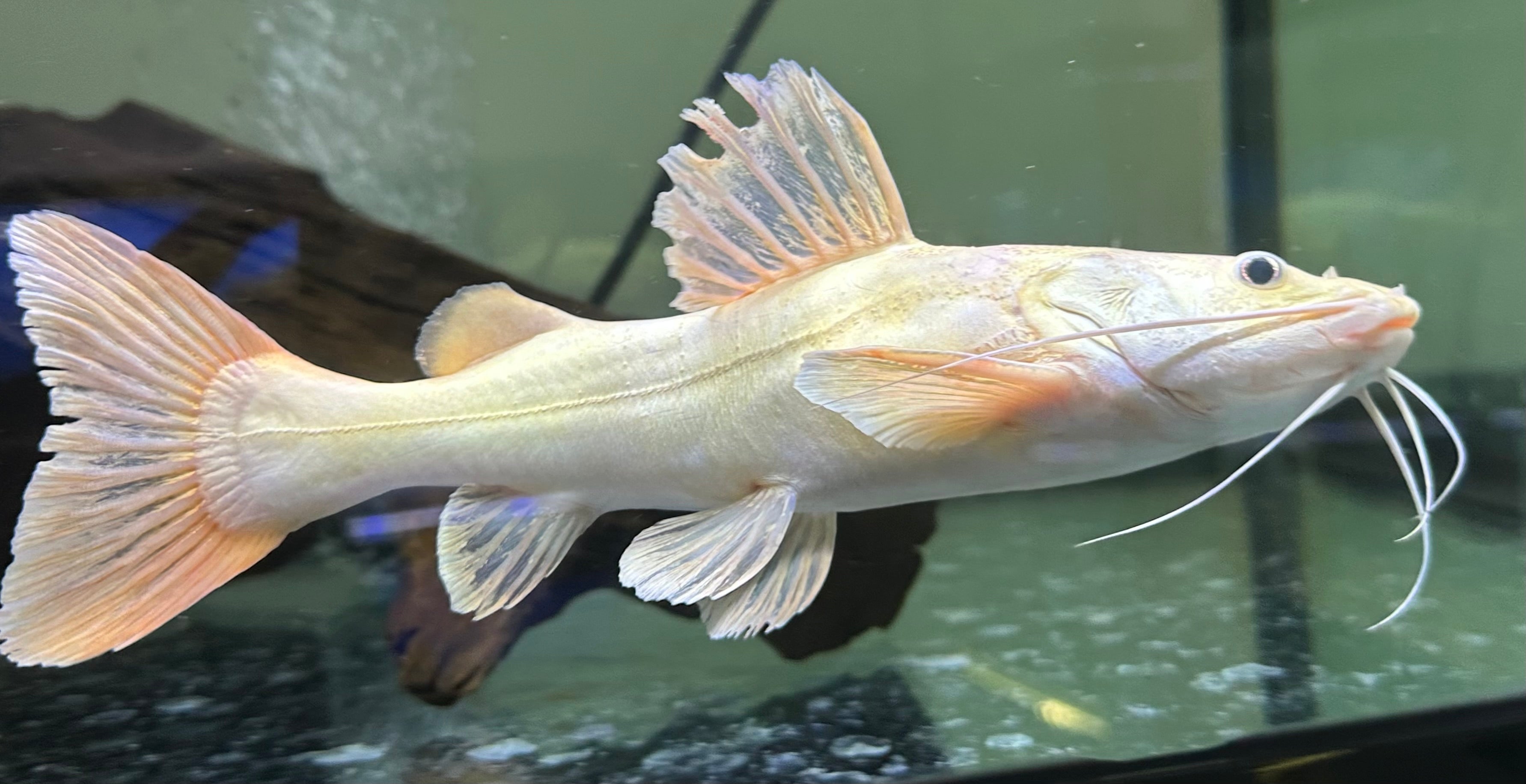 Phantom Redtail Catfish (9-10”)