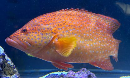 Jumbo Miniatus Grouper (10”+)