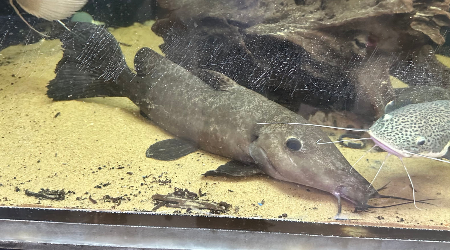 Jumbo Giraffenose Catfish (18”+)
