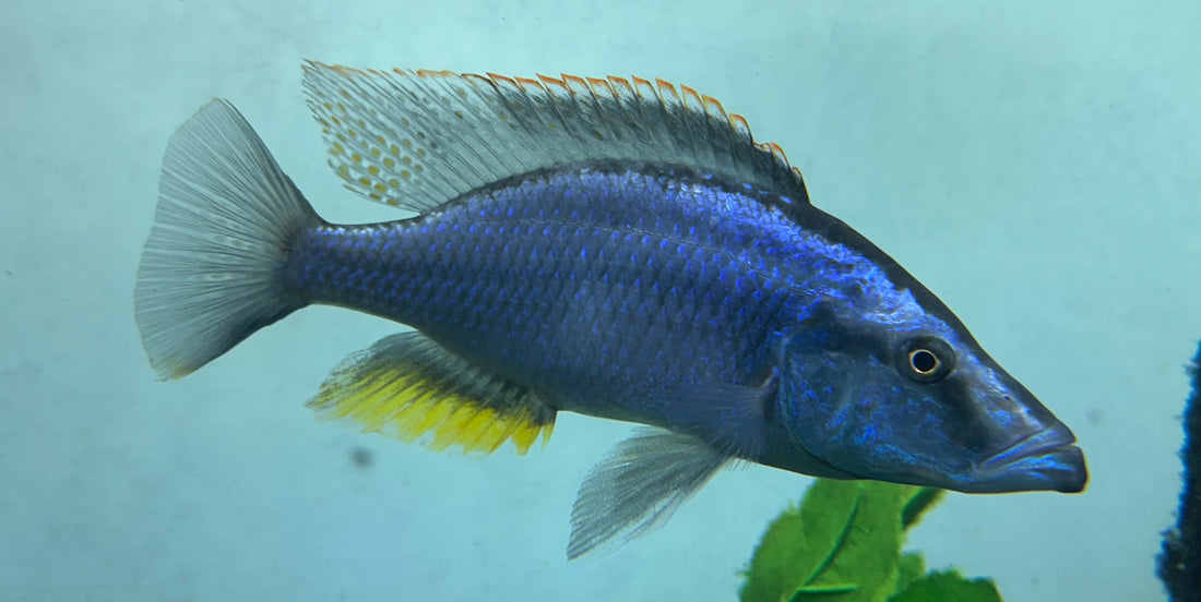 XL Compressicepts Cichlid (7”+)