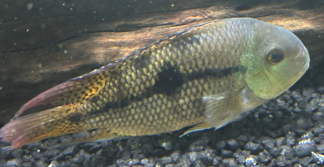 Nicaraguense Cichlid Breeding Pair (4-6”)