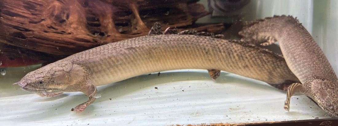 Jumbo Ornate Polypterus (18-20”+)