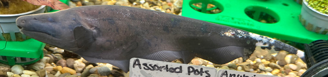 XL Marble Ghost Knife (10-11”)