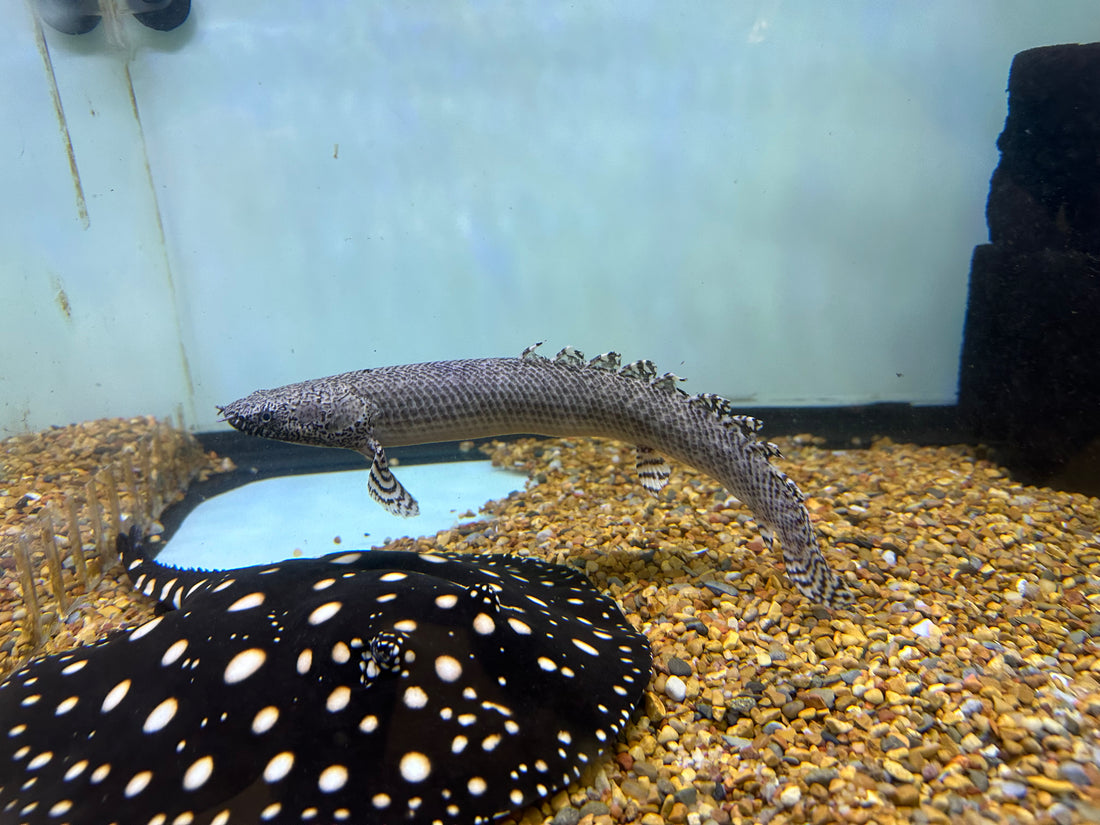 XL Ornate Polypterus (10-11”+)