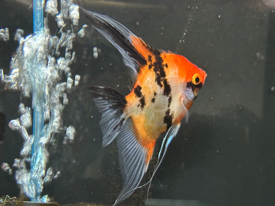 Large Red Devil Angel Pair (4”)