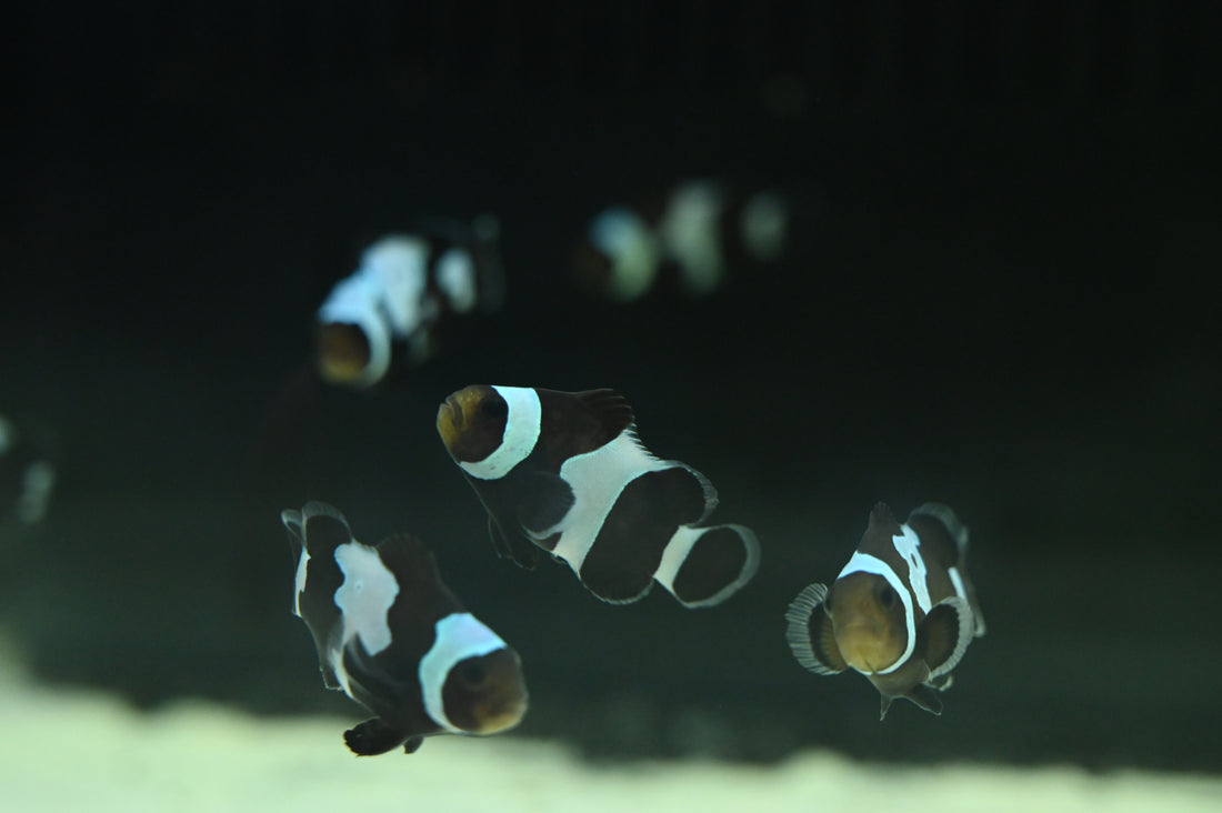 Black Ocellaris Clown Fish (1-1.25”)