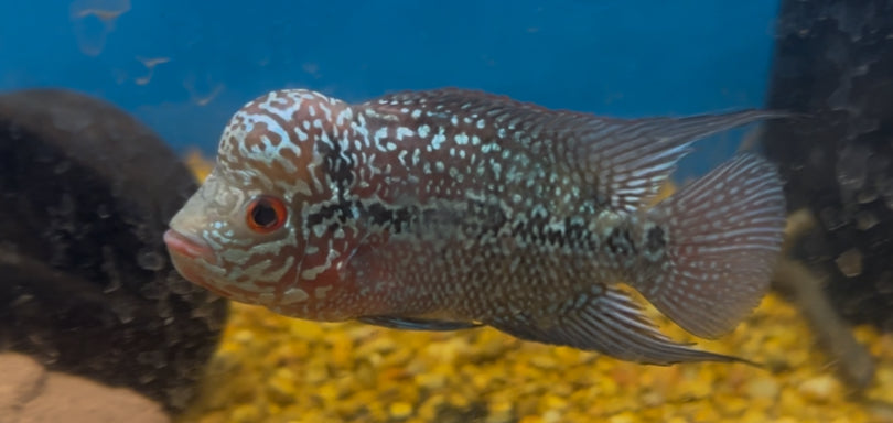 Kamfa x Red Dragon Flowerhorn (3.5”)