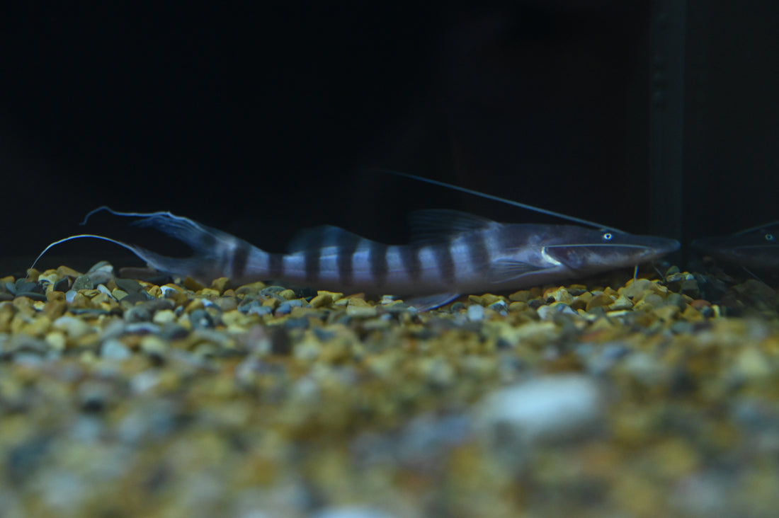 Tigrinus Catfish (5.5”)