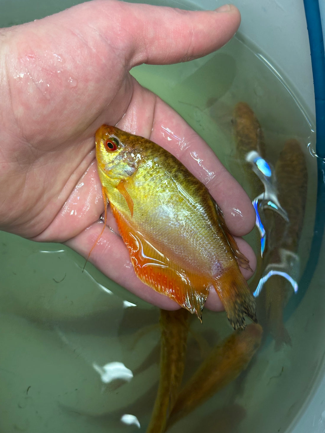 XL Gold Opaline Gourami (3”)