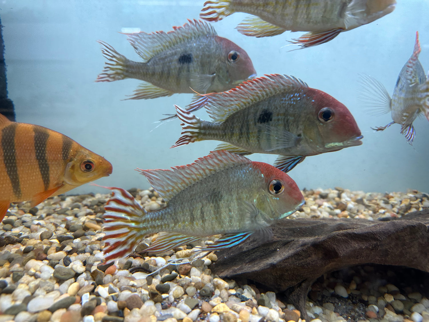 XL Red Head Tapajos Geophagus (5”+)