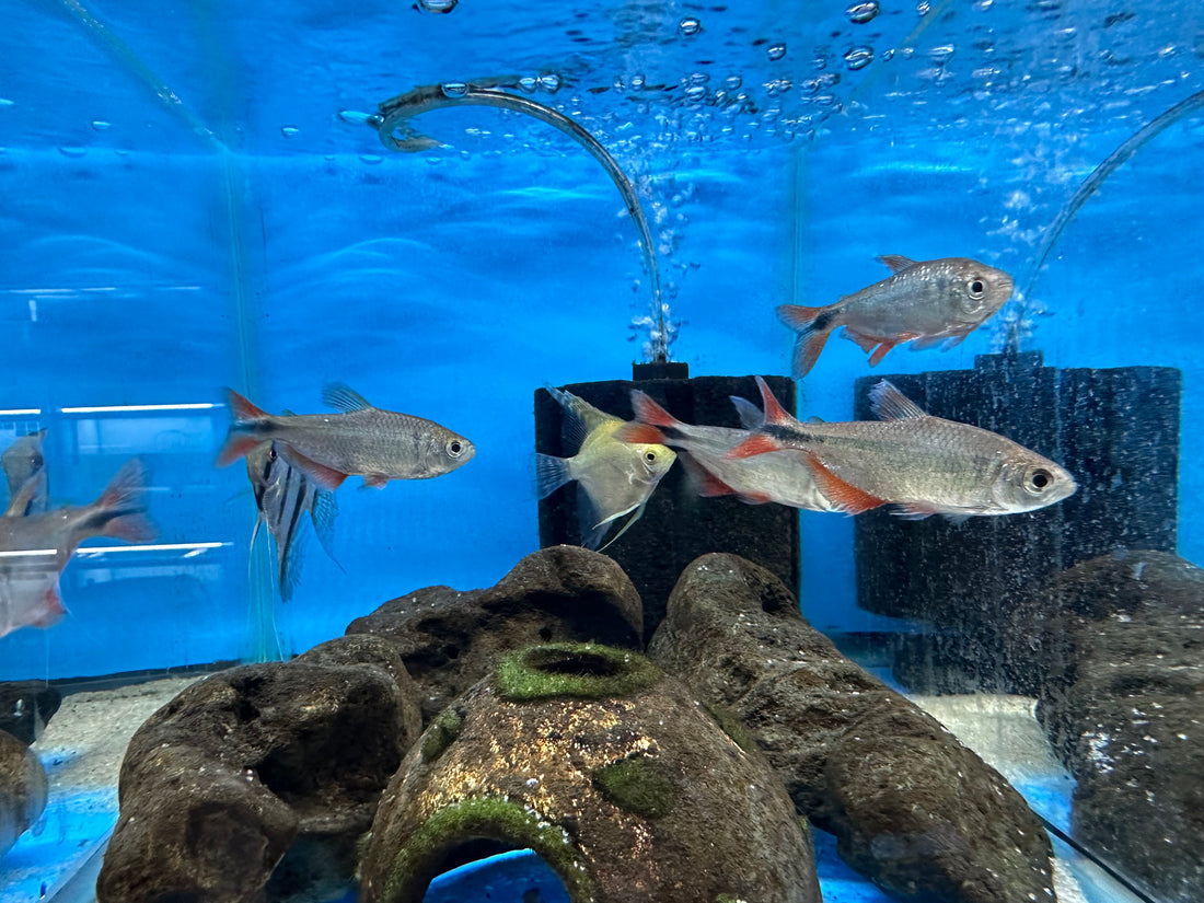 XL Buenos Aires Tetra (2-2.5”)