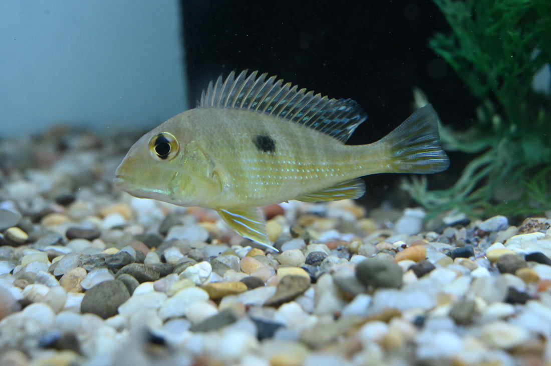 Red Head Tapajos Geophagus (2.5”+)