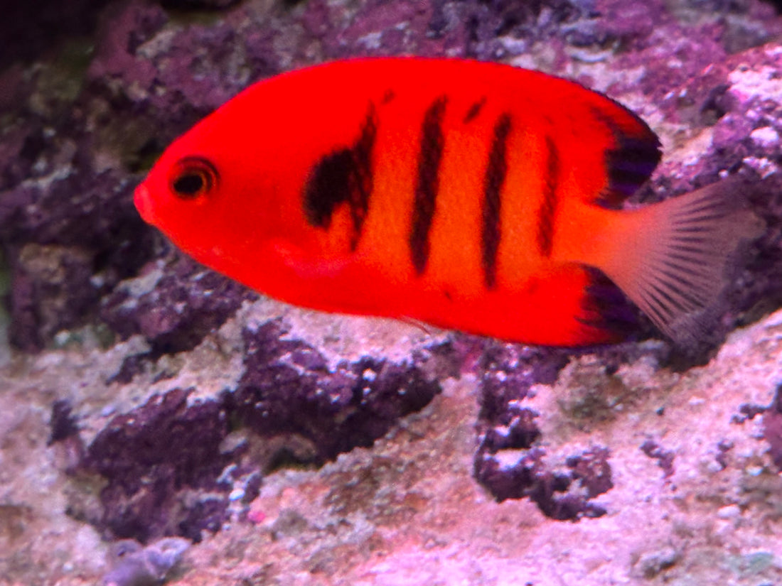 Flame Angelfish (2-2.5”)