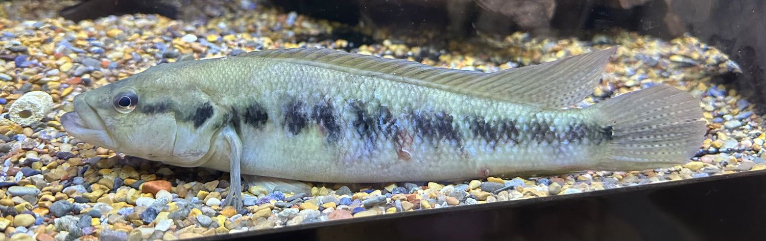 XL Belly Crawler Pike Cichlid (10-11”)