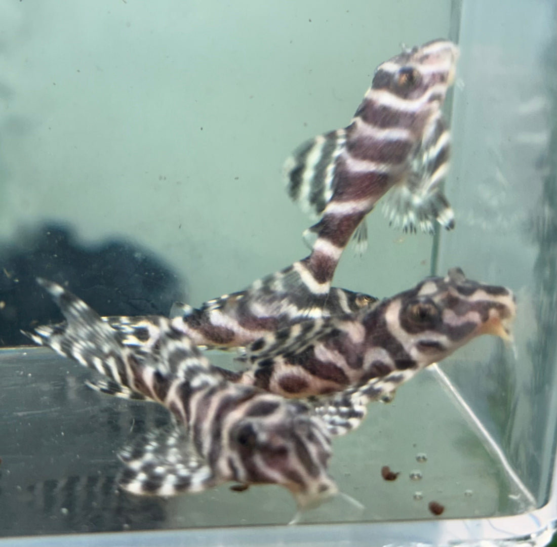 L236 RB Line Hypancistrus Pleco (2”)