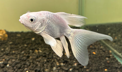 Shortbody Platinum Koi (5”+)