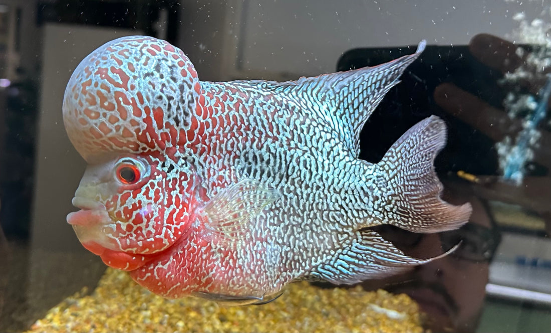 XL Flowerhorn (7-8”)