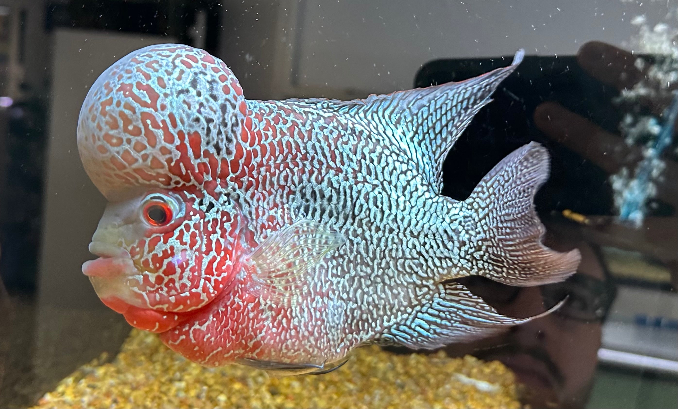 XL Flowerhorn (7-8”)