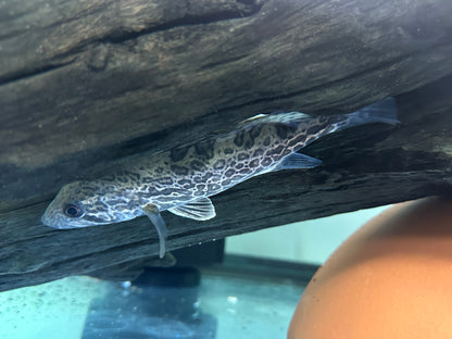 Leopard Perch (6”)