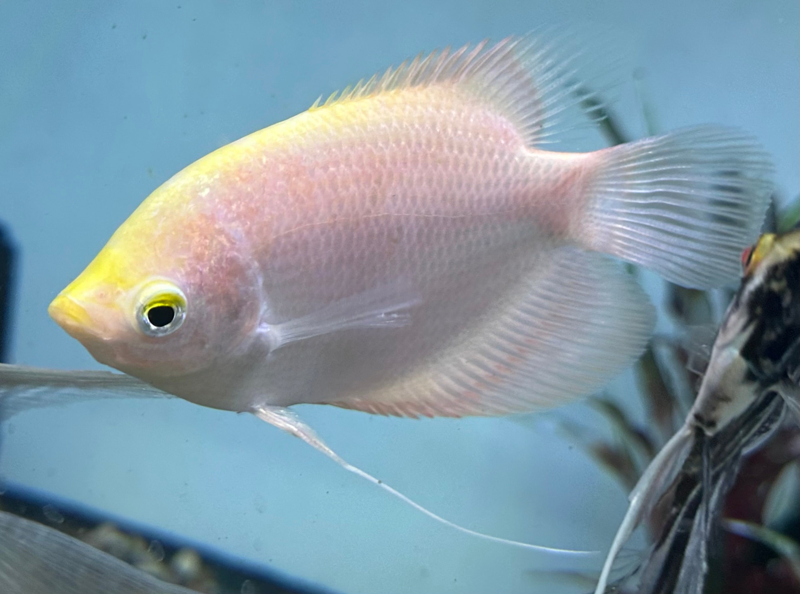Gold Giant Gourami (4-4.5”)