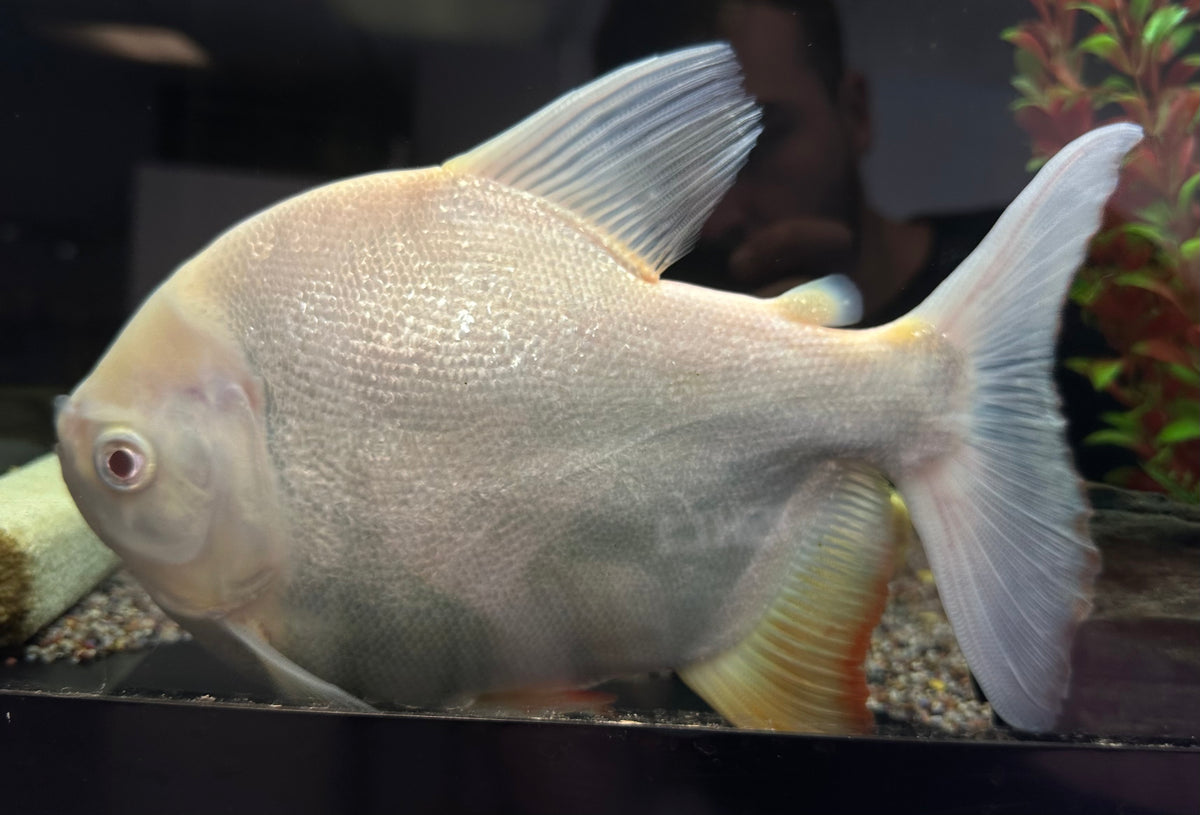 LARGE Shortbody Albino Pacu (9-10”)