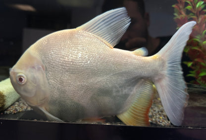 LARGE Shortbody Albino Pacu (9-10”)