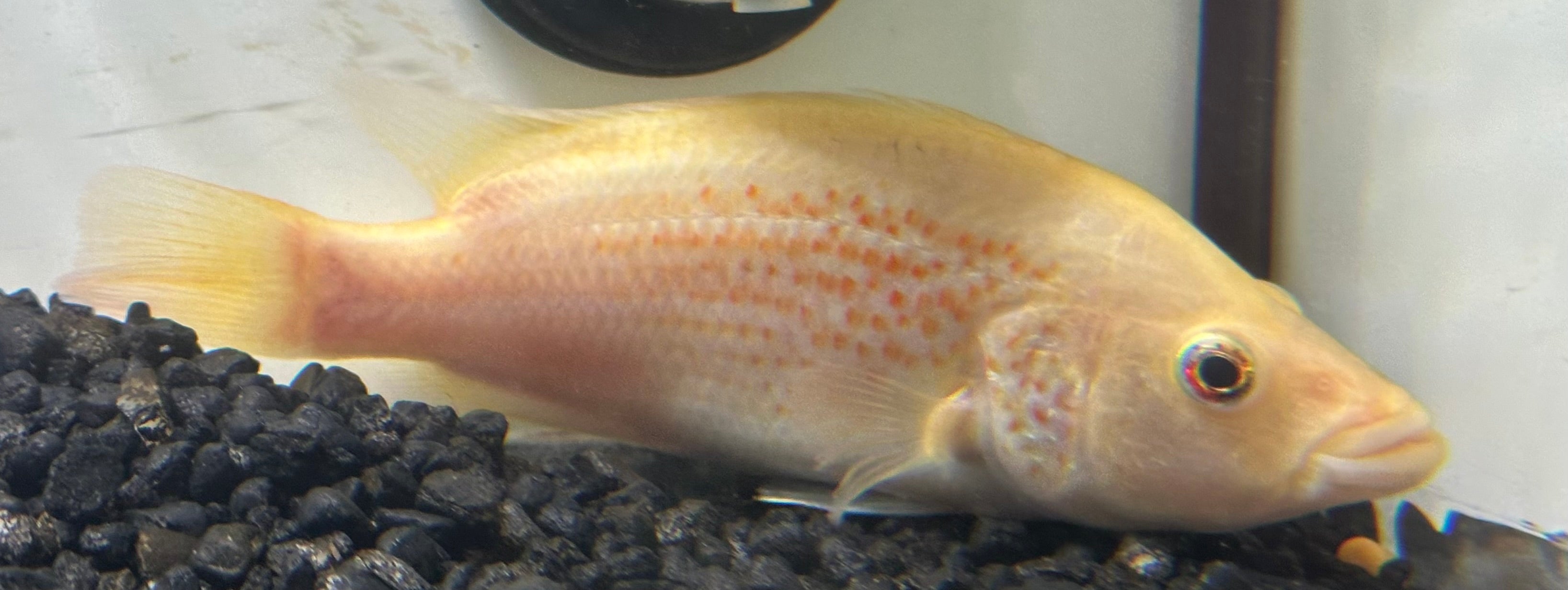 Large Red Dovii Cichlid (7”)