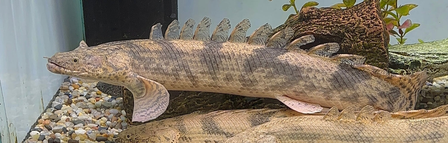 Jumbo Endlicheri Polypterus (18-20”)